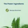 Ingredient - Bacopa Monnieri