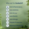 Guduchi benefits